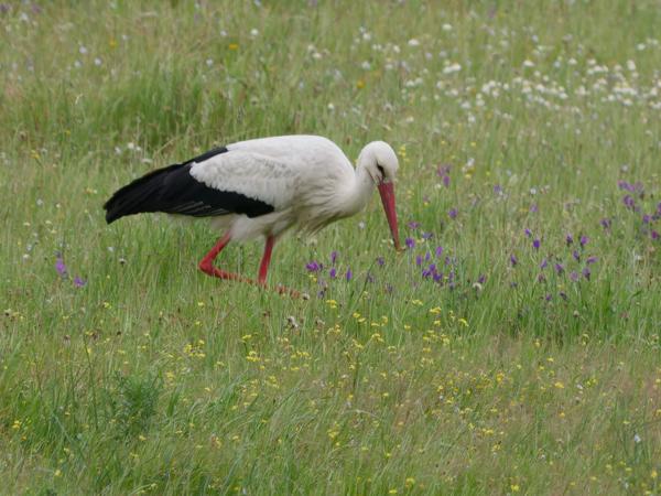 <h3><a href="/trips/extramadura/biota/animalia/chordata/aves/014 ciconiiformes/001 ciconiidae/ciconia ciconia/ciconia ciconia-nl.html">Ciconia&nbsp;ciconia</a> / White&nbsp;stork / Ooievaar</h3>OM-1 Mark II met OLYMPUS M.150-400mm F4.5 TC, 1/2000 sec  bij F5.6, ISO 800, afstand 115&nbsp;m